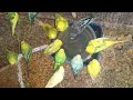 Love Birds Family Taking a Bath and Drinking Water 🐦💦 | My Pets My Garden