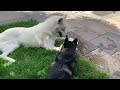 Husky wolf cross playing with a Pomsky