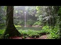 Relaxing Sounds of The Rainforest - For Sleep