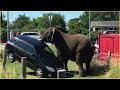 Angry Elephants Rampage in Public Areas !!