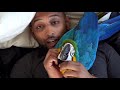 Lockdown With 2 Macaws || A Day In The Life Of Mikey & Mia