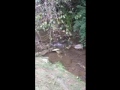 Creek at my grandmother's house and I love the sound of waterfall