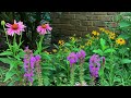 Garden Beauty In Mid-July