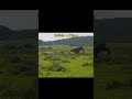 Buffalo vs Hippo - War Area - TQN Wildlife