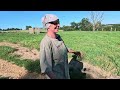 Grandma and Grandpa Mow the Hay Field - Forage Regenerates