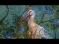 From storks life  Part 2. White storks in the meadows / Białe bociany na łąkach