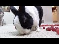 Waking a Sleeping Rabbit by Surrounding him with Grapes