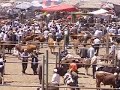 Kashgar Sunday Bazaar