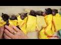 Mommy Bat Giving Birth With A Little Help From Her Friends- Story Animal Giving Birth