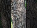 100 year old cottonwoods before bad hail storm