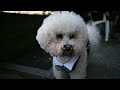 @ adorable poodle with button eyes# short video