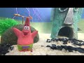 SpongeBob aquarium. DIY.