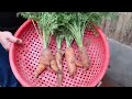 Growing Carrots From Discarded Stems Super Fast, Efficient, High Yield