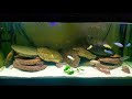 African Cichlid Fish Tank Update