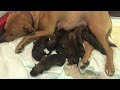 Part 3 NewBorn Pups 7/7