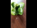 White Worm Emerging from a GREEN SWEET PEPPER!