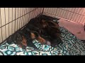 Mimi the weenie dog is a mama now! Dachshund puppies feeding! These hungry pups are TOO CUTE! ❤️