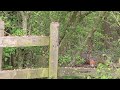 Birds feeding on the stile