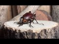 Eurasian stag beetle Mating エラフスミヤマクワガタのペアリング