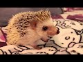 How to Pick Up and Hold a Hedgehog