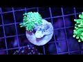 Why won't my torch coral open ? \\ Diagnosing Torch Coral Issues