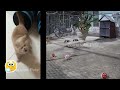 🙀🤣 Funny Dog And Cat Videos 🙀😻 Funny Animal Videos 2024 #9