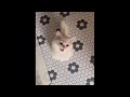 😂 Funniest Cats and Dogs Videos 😺🐶 || 🥰😹 Hilarious Animal Compilation №401
