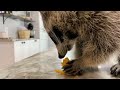 Raccoon Tries Most Popular Chips to see Which Chip is the Best