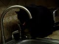 MIDNIGHT THE CAT DRINKING WATER FROM THE FAUCET