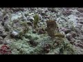 Diving Bali - Secrets of the sea - The Pregnant Thorny Seahorse