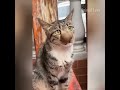 Funniest Animals 😄 New Funny Cats and Dogs Videos 😹🐶 - Part 21