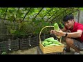 How I grew a garden of super-fruitful cucumbers