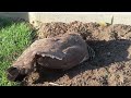 A Peahen Takes a Dirt Bath