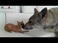 Funny Dogs - A Funny Dog Videos Compilation 2015