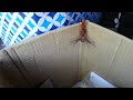 Orange Spider Wasp vs Huntsman Spider