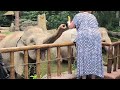 Feeding Elephant 🐘 #asmr #travel #animals #wildlife #elephant