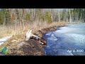 One year on a beaver pond in northern Minnesota