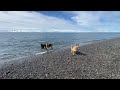 SxS Stuck in the Mud | Off Roading in Alaska