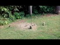 Squirrel activity