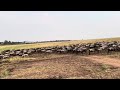 Wildebeest migration at Masai Mara