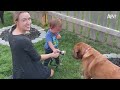 Funniest Dog Videos 🐶 Canine Comedy Compilation