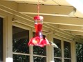 Hummingbird in Slow Motion