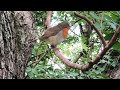 Friendly robin