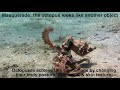 Octopus Camouflage Tactics and Behaviors (Dr. Chelsea Bennice, The OctoGirl)