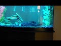 My Fish Tank - 4.27.2024