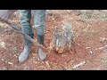 how to remove tree stumps easily: Self-Made Tricks with a Crowbar, machete, and digging fork