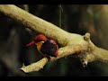 Black-backed Kingfisher กระเต็นน้อยหลังดำ