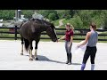 What is Your Horse Thinking? How to Read Horse Body Language