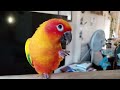 SUN CONURE TRAINING | Best Conure Tricks to Teach