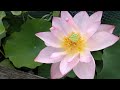 While Doing Walking Exercise I Passed Many Lotus Flowers